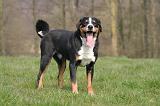 BOUVIER D'APPENZELL 109